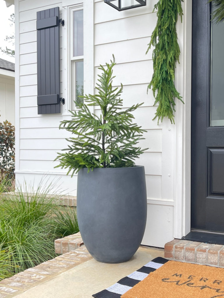 2', 3', 4' norfolk pine trees in modern charcoal colored pot